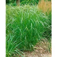 Pflanzen für Dich Gräser Panicum virg. Warrior, 1 St., Rutenhirse, rote Halme, winterhart