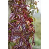 Pflanzen für Dich Kletterpflanze Parthenocissus quinquefolia, 1 St., Wilder Wein, Fünfblättrige Jungfernrebe, Selbstklimmende Jungfernrebe, rote Blätter, schnellwachsend