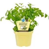 Exotenherz Gewürzkraut Maggikraut Liebstöckel Levisticum officinale Kräuterpflanze 12cm Topf