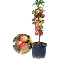BALDUR Garten Obstpflanze Säulen-Apfel 'Braeburn', 1 St., Säulenobstbaum, ertragreich, aromatisch