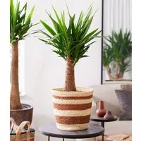 BALDUR Garten Zimmerpflanze Yucca Palme 'Maya' ca. 60 cm hoch, 1 St., Palmlilien, genügsam, pflegeleicht