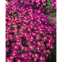 Pflanzen für Dich Staude Aster dumosus Alice Haslam, 1 St., Kissen-Aster, Herbstaster