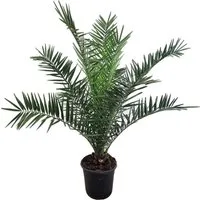 meinvipshop Zimmerpflanze Phoenix canariensis Dattelpalme