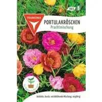 FRANKONIA Blumensamen Portulakröschen, Prachtmischung - Saatgut Samen, Portulaca grandiflora