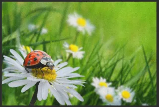 Fussmatte Marienkäfer 4317 | Größe: 60 cm x 45 cm