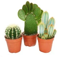 Exotenherz Kaktus 3 verschiedene größere Kakteen im Set, 12cm Topf, ca. 15-28cm hoch