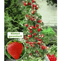 BALDUR Garten Obstpflanze Kletter-Erdbeere 'Hummi®', 9 St., Selbstbefruchtend, lange Blütezeit, winterhart, mehrjährig