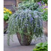 BALDUR Garten Staude Hänge-Rosmarin 'Blue Cascade®', 1 St., Rosmarinus, essbar, bienenfreundlich, winterhart, mehrjährig