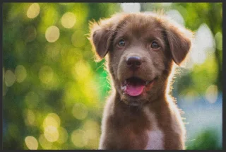 Fussmatte Hund 4531 | Größe: 60 cm x 45 cm