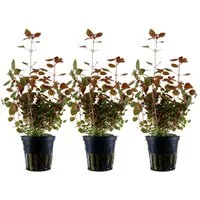 Aquaone Wasserpflanze Aquarium Pflanze 3 Stück Ludwigia palustris Nr.335B Set