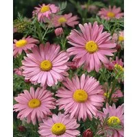 Pflanzen für Dich Staude Tanacetum cocc. Robinsons Rosa, 1 St., Robinsons Rosa, Malerblume, Pyrethrum, Persische Margerite