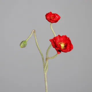 Rot
