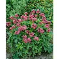 Pflanzen für Dich Staude Astrantia major Rosensinfonie, 1 St., Große Sterndolde