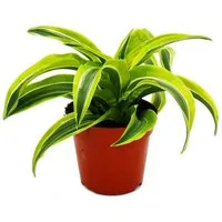 Exotenherz Zimmerpflanze Drachenbaum - Dracaena deremensis fragrans - 12cm Topf