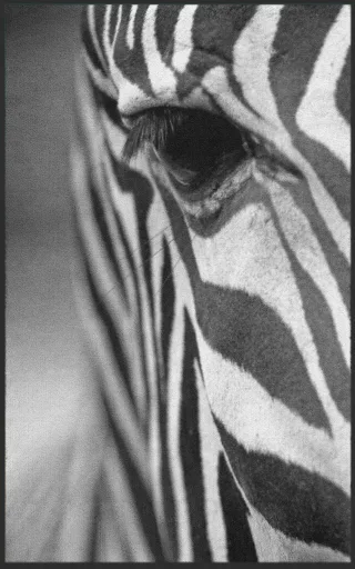 Fussmatte Zebra 7138 | Größe: 180 cm x 200 cm