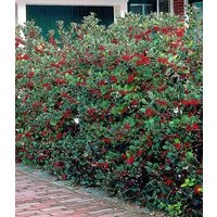BALDUR Garten Hecken Ilex-Hecke 'Heckenfee®', 5 St., Stechpalme, immergrün,winterhart, blickdicht