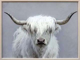 Leinwandbild FLUFFY LONGHORN