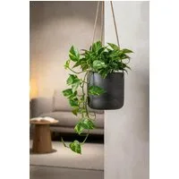 finestgreen Blumenampel Hanging Charlie, Frostfest & UV-beständig – für Innen- und Außenbereich