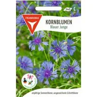 FRANKONIA Blumensamen Kornblume, Blauer Junge - Saatgut Samen, centaurea cyamis