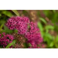 Pflanzen für Dich Gehölze Spiraea jap. Dart's Red, 1 St., Japanische Spiere, Rote Sommerspiere