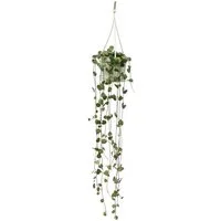 Exotenherz Zimmerpflanze Zimmerpflanze zum Hängen Ceropegia woodii Leuchterblume 10cm Ampel