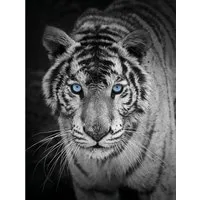 Wohndecke Mikrofaser Fotodruck "Tiger", KiNZLER, Kuscheldecke, bedruckt, 150x200 cm