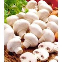 BALDUR Garten Gemüsepflanze Weiße Edel-Champignons (Kulturset), 1 St., Pilzzuchtset, essbar, ertragreich, winterhart, mehrjährig