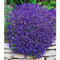 BALDUR Garten Bodendecker Blaukissen 'Cascade Blue', 3 St., Polsterstauden, immergrün, genügsam, winterhart, mehrjährig