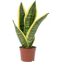 Flowerbox Zimmerpflanze Bogenhanf - Sansevieria trifasciata, pflegeleicht - Höhe ca. 30 cm, Topf-Ø 9 cm