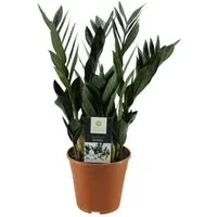 meinvipshop Zimmerpflanze Glücksfeder Zamioculcas zamiifolia Raven 45cm
