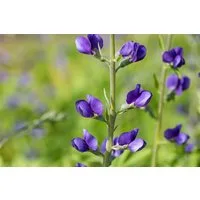 Pflanzen für Dich Staude Baptisia australis, 1 St., Färberhülse, Indigolupine, Blaue Färberhülse