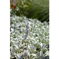 Pflanzen für Dich Staude Stachys byzantina Silver Carpet, 1 St., Wollziest, Eselsohr, Hasenohr