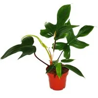 Exotenherz Zimmerpflanze Philodendron Florida Beauty Green Außergewöhnlicher Baumfreund 12cm