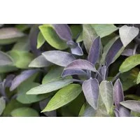 Pflanzen für Dich Staude Salvia offic. Berggarten, 1 St., Gartensalbei, Küchensalbei