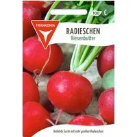 FRANKONIA Gemüsesamen Radies, Riesenbutter - Radieschen-Samen Saatgut Samen, Raphanus sativus