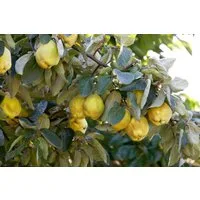 Pflanzen für Dich Obstpflanze Cydonia 'Birnenquitte', 1 St., Birnenquitte, Quitte, gelbe Früchte, aromatisch