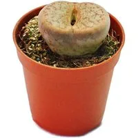 Exotenherz Kaktus Lithops - Lebender Stein - im 5,5cm Topf
