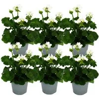 Exotenherz Beetpflanze Geranien stehend Pelargonium zonale ver. Farben 12cm Topf 6 Pflanzen