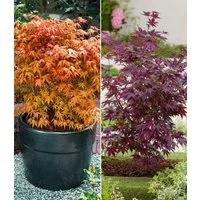 BALDUR Garten Zierstrauch Japanische Ahorn-Kollektion, 2 St., Zwerg-Ahorn, winterhart, mehrjährig, pflegeleicht