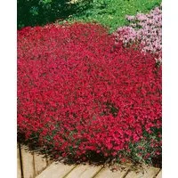 Pflanzen für Dich Staude Dianthus deltoides Brillant, 1 St., Heide-Nelke, Nelke
