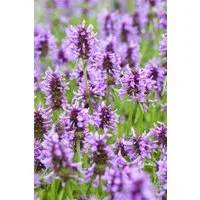 Pflanzen für Dich Staude Nepeta nervosa, 1 St., Katzenminze
