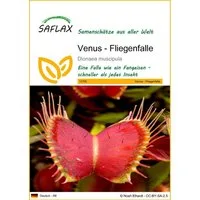 SAFLAX Blumensamen SAFLAX - Samen - Venus - Fliegenfalle