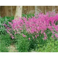 Pflanzen für Dich Staude Silene schafta Splendens, 1 St., Herbst-Leimkraut, Karpaten-Leimkraut