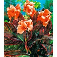 BALDUR Garten Blumenzwiebeln Canna 'Durban', Knollen, besondere Farbe
