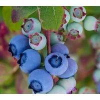 Dehner Obstpflanze Heidelbeere Bluecrop, Vaccinium corymbosum, dicke Früchte, 55-65 cm, selbstbefruchtender Beerenstrauch mit aromatischen Früchten