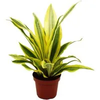 Exotenherz Zimmerpflanze Sansevieria aubrytiana Yellowstone Goldener Bogenhanf 14cm Topf