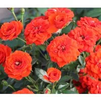 Dehner Rose Zwergrose Orange Babyflor®, orange-farbene Blüten, gefüllt, Züchter Tantau