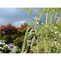 Garten von Ehren Kletterpflanze Wisteria floribunda Longissima Alba, Containerware, 60-100 cm hoch