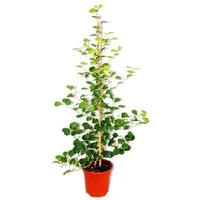 Exotenherz Zimmerpflanze Mispelfeige - Ficus deltoidea - 17cm Topf - ca. 80cm hoch