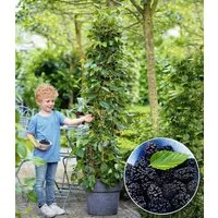 BALDUR Garten Obstpflanze Maulbeere 'BonBon Berry®', 1 St., Maulbeeren, winterhart, mehrjährig, pflegeleicht